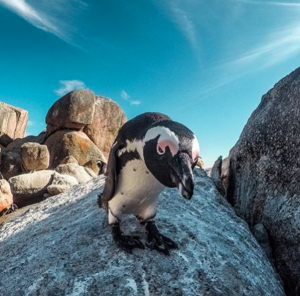 boulders beach