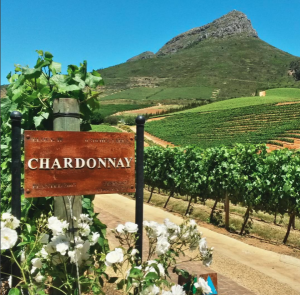 Degustare vini a Cape Town