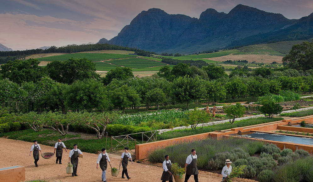 3 aziende vinicole da non perdere a Stellenbosch