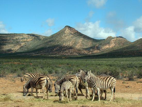 safari Cape Town