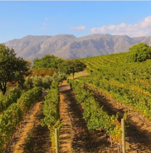 Wine Route Cape Town