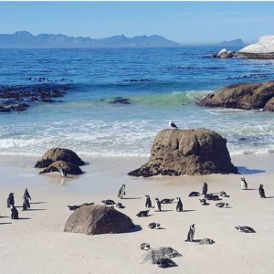 Boulders Beach, Cape Town