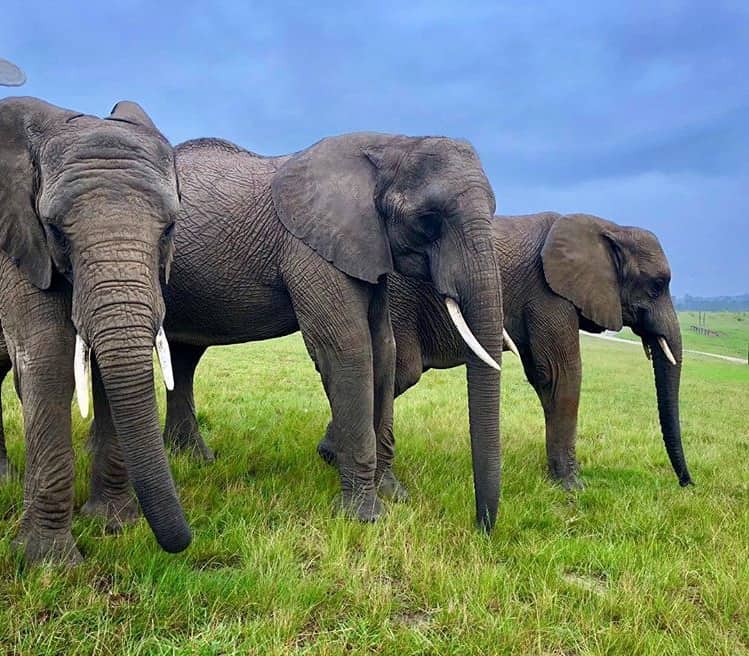 Knysna Elephant Park Cape Town