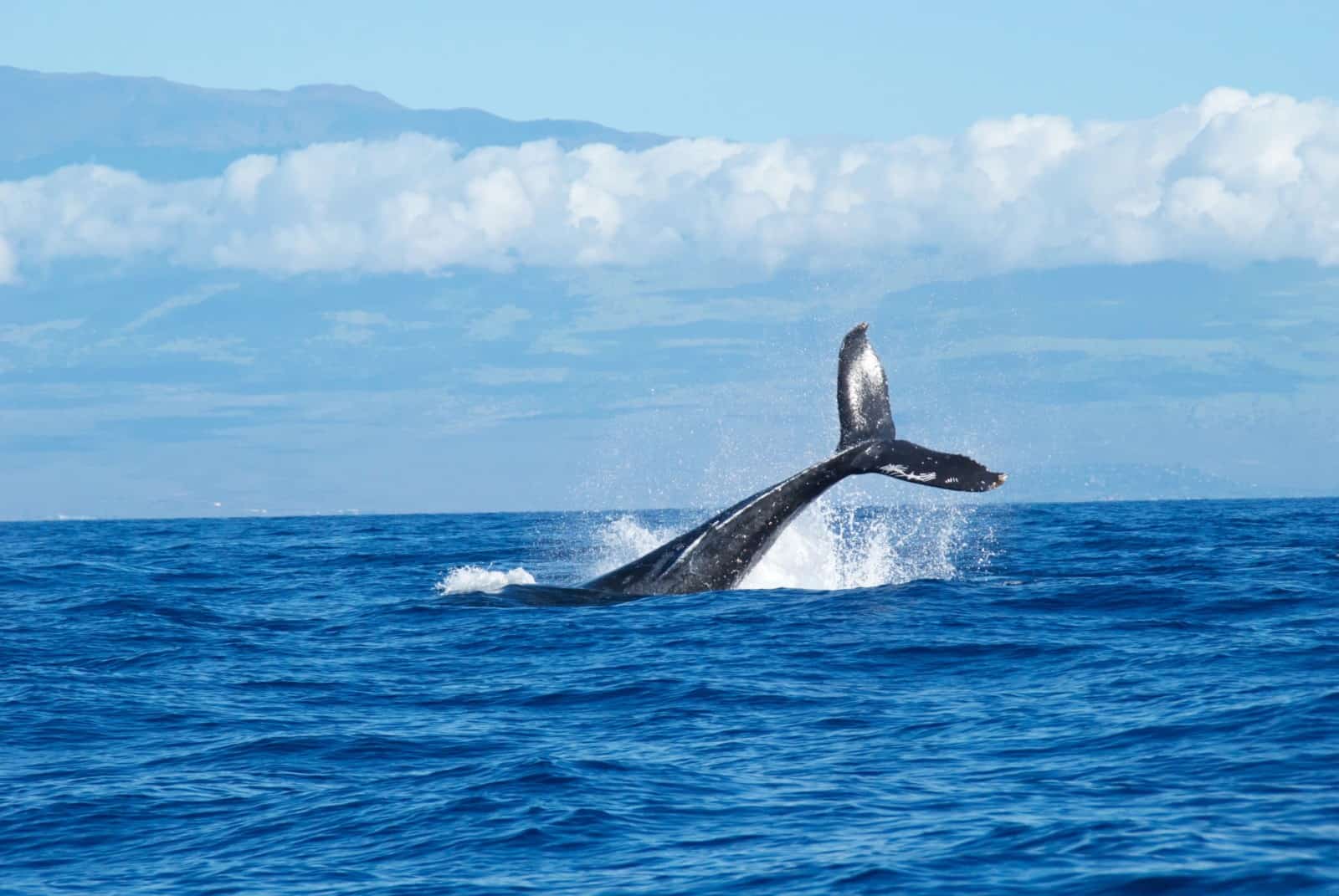 Avvistare balene Hermanus