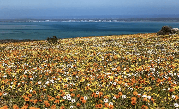 West Coast National Park fioritura