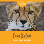 Tour Safari Aquila Game Reserve