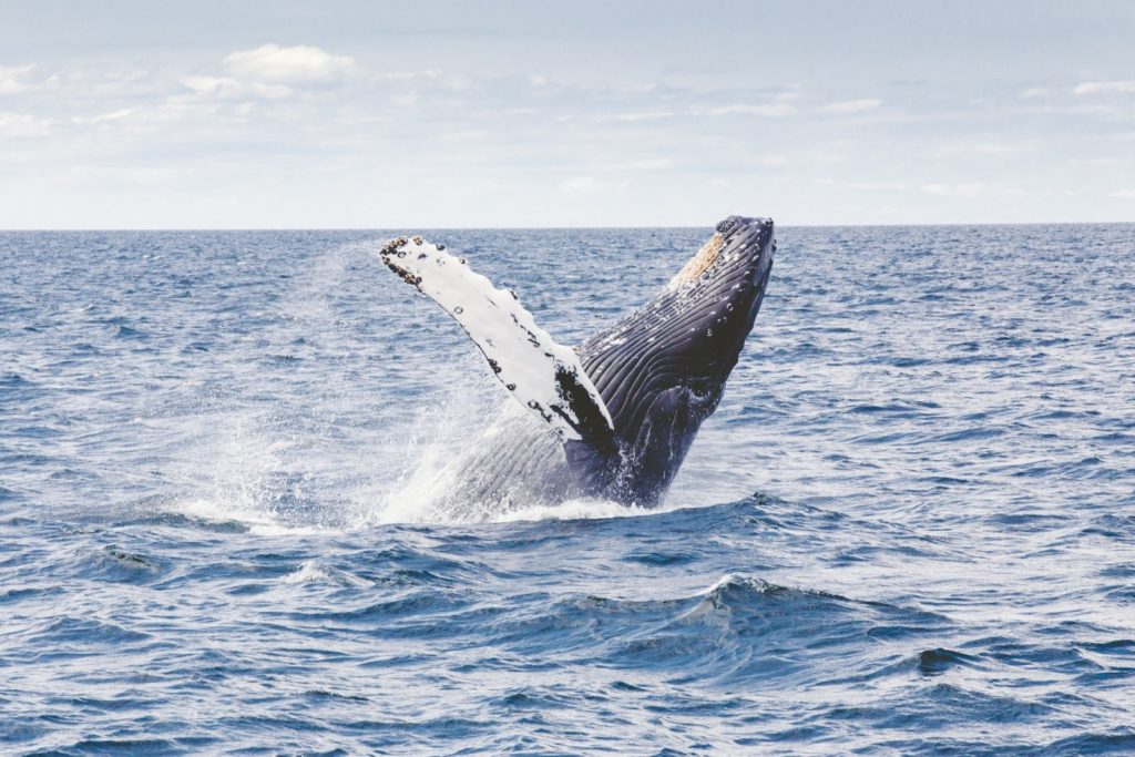 Big 7 balena sudafrica