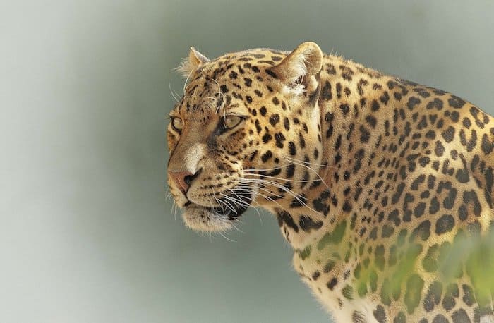 Big Five leopardo