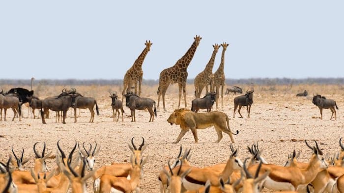 Safari Etosha National Park regole