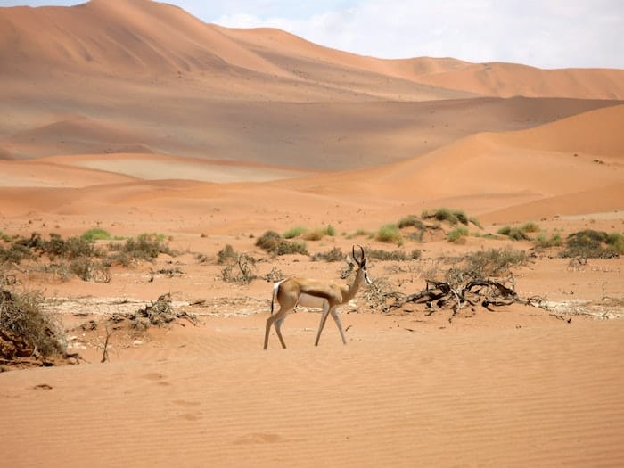 cosa vedere in Namibia