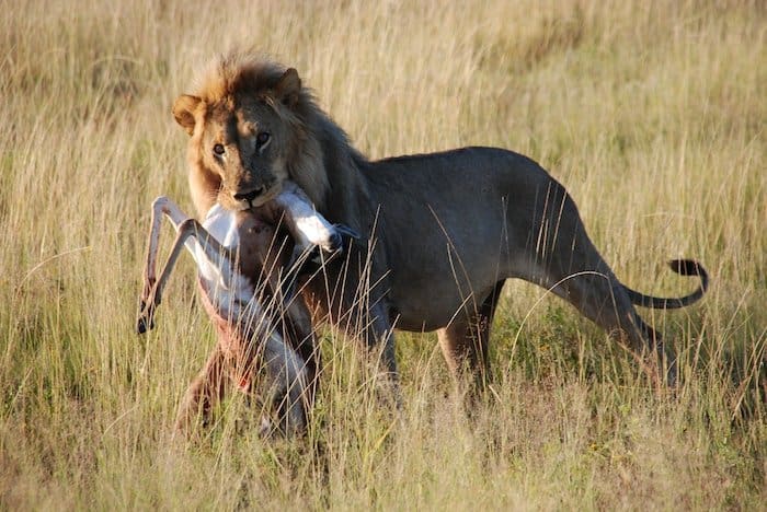 safari Etosha national park