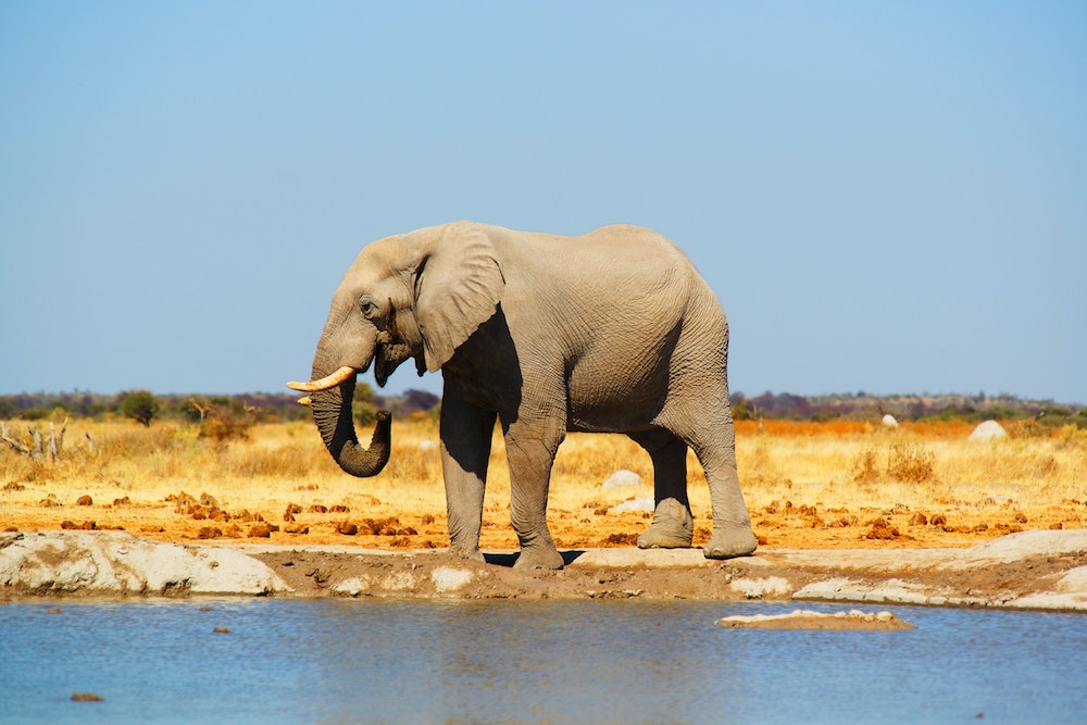 Botswana Chobe National Park safari