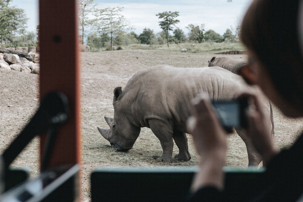 safari nel Chobe National Park: