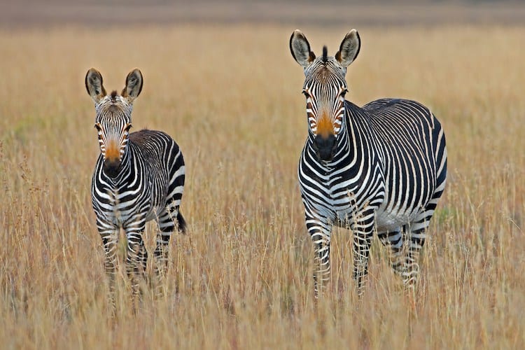 safari sudafrica