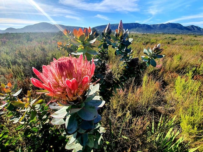 protea reale sudafrica