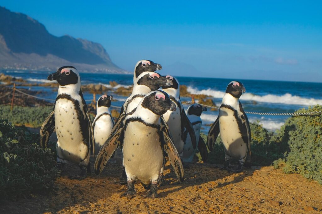 vivere in sudafrica